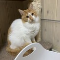 ちょっと長毛ふわふわで元気な男の子タラ君