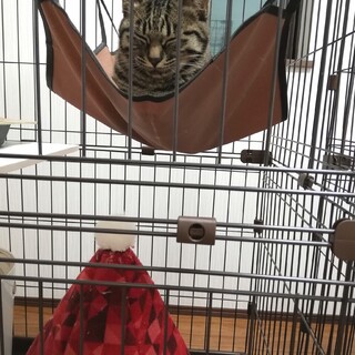 ワクチン接種済☆しあわせの鍵しっぽ♀️約5ヶ月