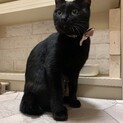 猫も人間も大好き！1歳の黒ちゃん