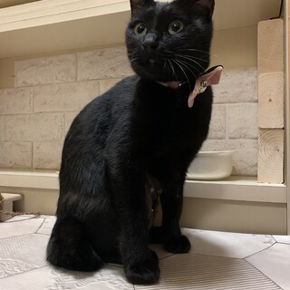 猫も人間も大好き！1歳の黒ちゃん