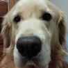1代目2代目のゴールデンをなくして寂しくしています。新らしい家族をむかえたいです。