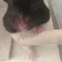 パンダ柄のハムスターです
