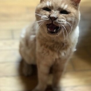 マイペースな茶葉ばあちゃんの家族を募集中！