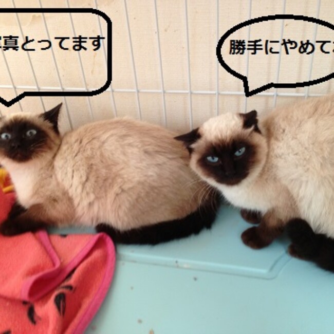 カレンブラックのカバー写真