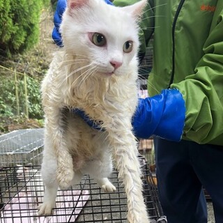 白い美猫ちゃん