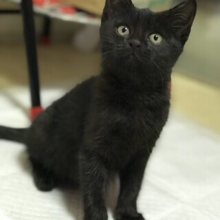 黒猫ちゃん　里親さん募集