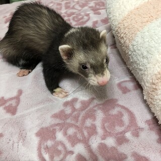 やんちゃで遊ぶことが大好きなフェレット男の子です！