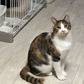 三毛女のユナちゃんです♪