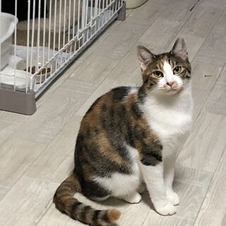 三毛女のユナちゃんです♪
