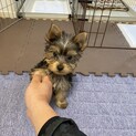わんちゃん好きな方