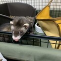 生後5ヶ月のフェレット♀です。