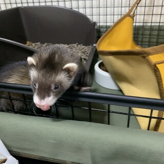 生後5ヶ月のフェレット♀です。