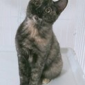 募集停止。綺麗なマーブル模様の女の子