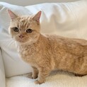 マンチカンの里親様募集致します！