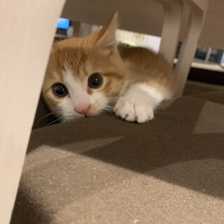 好奇心旺盛⭐︎甘え盛りの男の子　2ヶ月　茶白　