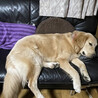 マリンちゃん9ヶ月  31.8kg まだまだ、成長中 (笑)