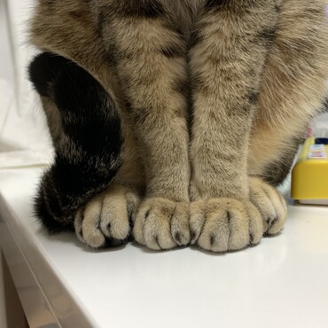 おてて
