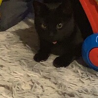 ぴぴ