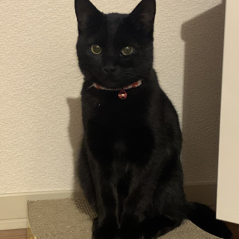 ぴぴのカバー写真