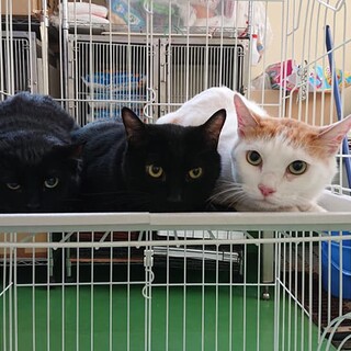 若くして飼主様急死(T_T)残された３猫※男のコ用