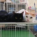 若くして飼主様急死(T_T)残された３猫※女のコ用