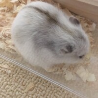 らら