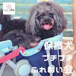 保護犬プチプチふれあい会