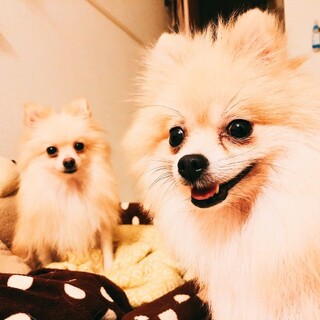 美しいポメ姉妹