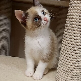 一旦募集止めます！！12/6加古川譲渡会参加