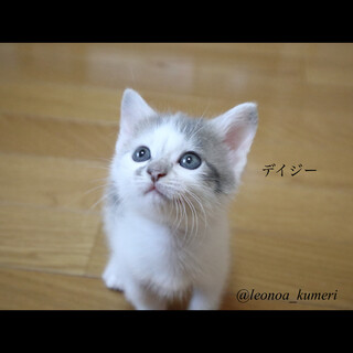 グレー白トラのおっとりデイジー