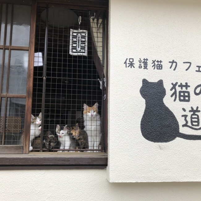 保護猫カフェ【猫の道草】のカバー写真