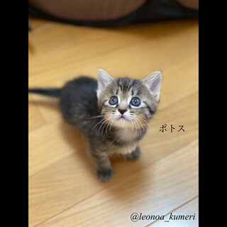 キジトラお転婆なポトス