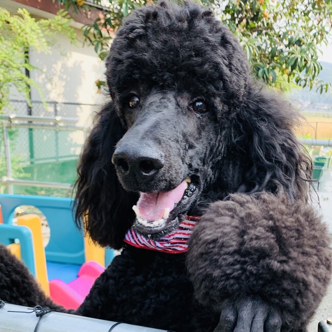 愛喜パパのカバー写真