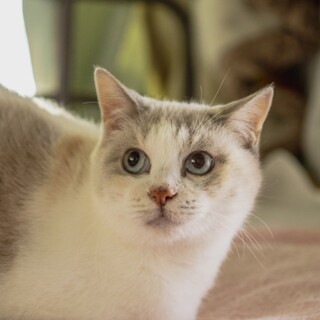 飼い主入院立ち退きのため期限アリ。甘々ちゃこちゃん