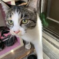 8ヵ月位の甘えたミケ猫と白黒少し長毛の姉妹。