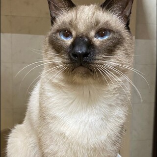 大人猫の魅力たっぷり♪男前のごうくんです！