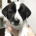 雑種のメス(大型犬)の生後2ヵ月の子犬です。