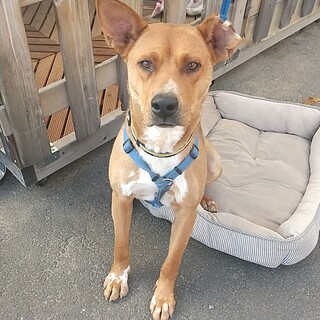 本当の家族ができました。。