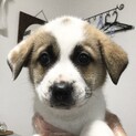 雑種のオス(大型犬)の生後2ヵ月の子犬です。