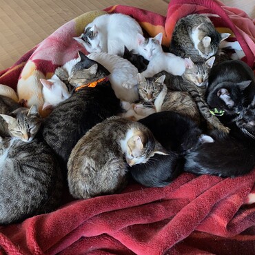 14にゃんの猫団子の様子