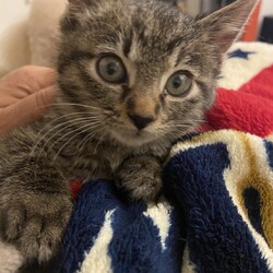 保護猫の里親会