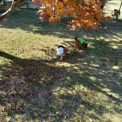 久々のドッグラン