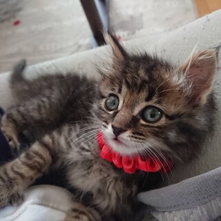 一旦募集停止　生後1か月半　ののちゃん