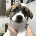 雑種のオス(大型犬)の生後2ヵ月の子犬です。