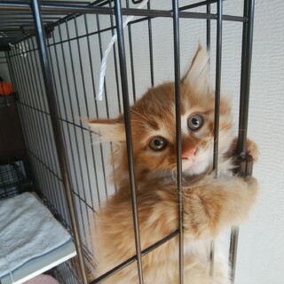 毛長でモコモコの子猫　生後３ヶ月くらい