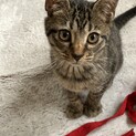 子猫　キジトラ男の子　里親募集