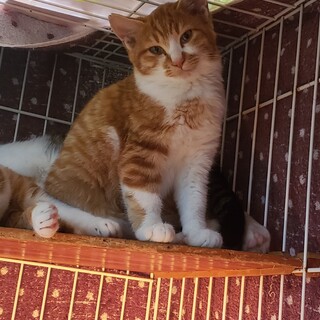 推定5ヶ月茶白大人しい控えめ♂ふわ胸にマーク