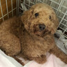 繁殖場から来たばかりの時の酷い状態