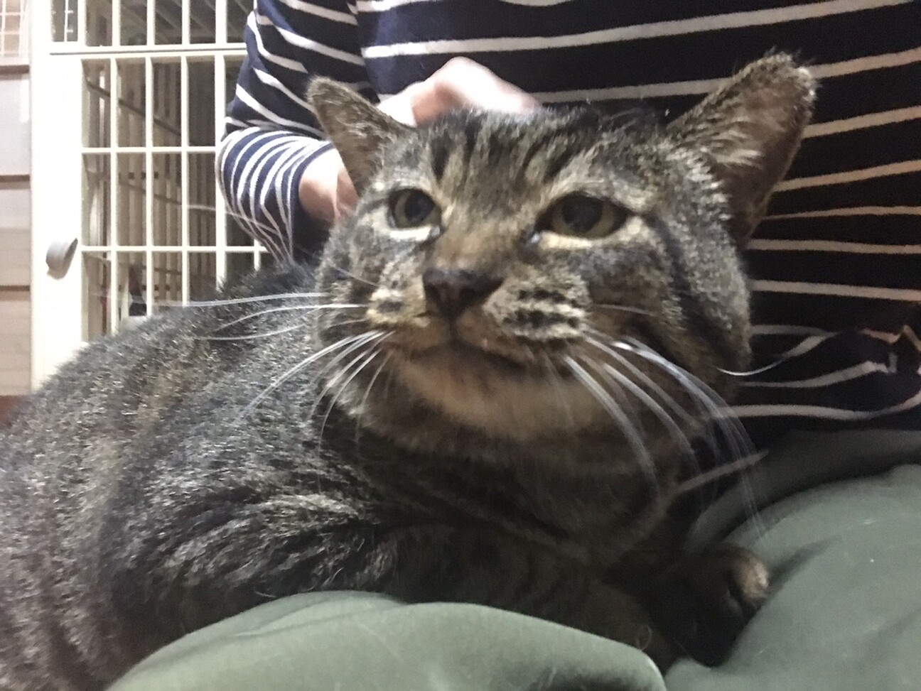 人間も猫も大好き 温も 愛知県 猫の里親募集 ペットのおうち 月間利用者150万人