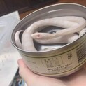 コーンスネークの3歳のオスです！